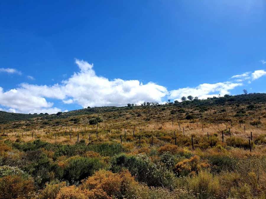 Commercial Property for Sale in Bonnievale Western Cape